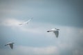 Great tree white egrets herons flying in blue sky Royalty Free Stock Photo