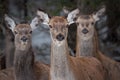 Great Trio: Three Curious Females Of The Red Deer Cervidae, Cervus Elaphus Are Looking Directly At You, Selective Focus On The Royalty Free Stock Photo