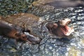 Hippopotamus in Wroclaw Zoo, Poland Royalty Free Stock Photo