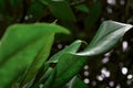 Great Unique Green Leaf into Special Garden