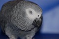 Up Close with an African Grey Parrot
