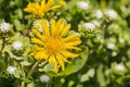 Close up of Grindelia wildflower, California Royalty Free Stock Photo