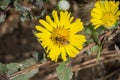 Great Valley Gumweed, Great Valley Gumplant Grindelia camporum, Grindelia robusta flowering, California Royalty Free Stock Photo