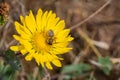 Great Valley Gumweed, Great Valley Gumplant Grindelia camporum, Grindelia robusta flowering, California Royalty Free Stock Photo