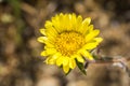 Great Valley Gumweed, Great Valley Gumplant Grindelia camporum, Grindelia robusta flowering, California Royalty Free Stock Photo