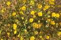 Great Valley Gumweed, Great Valley Gumplant Grindelia camporum, Grindelia robusta flowering, California Royalty Free Stock Photo