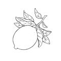 Great vector illustration of beautiful lemon fruit on a branch with leaves isolated on white background. Black and white drawing