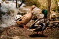 Great view of beautiful female mallard duck. Blurred drake with bright plumage at foreground. Royalty Free Stock Photo