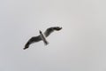 Great view on black-headed gull flies with its wings spread wide against sky Royalty Free Stock Photo