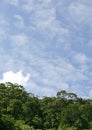 Jungle Canopy and Sky