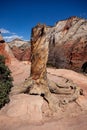 Stump of dead tree at the top of Angels Landing, Zion National Park, Washington County, Utah, United States. Royalty Free Stock Photo