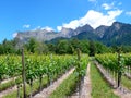 Great view of vineyards in the spring under a blue sky with white clouds and mountain peaks behind Royalty Free Stock Photo