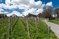 Great view of vineyards in the spring under a blue sky with white clouds and snowy peaks behind Royalty Free Stock Photo