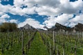 Great view of vineyards in the spring under a blue sky with white clouds and snowy peaks behind Royalty Free Stock Photo