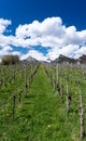 Great view of vineyards in the spring under a blue sky with white clouds and snowy peaks behind Royalty Free Stock Photo