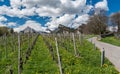 Great view of vineyards in the spring under a blue sky with white clouds and snowy peaks behind Royalty Free Stock Photo