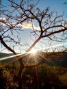 sunlight through the tree. photo was taken on 6th of may 2022