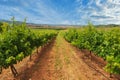 A great vineyard in La Rioja on a clear day Royalty Free Stock Photo