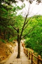 Great Wall of China in Summer. Mutianyu section near Beijing Royalty Free Stock Photo