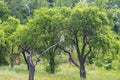 Great West Siberian Eagle Owl sitting on a tree branch Royalty Free Stock Photo