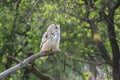 Great West Siberian Eagle Owl sitting on a tree branch Royalty Free Stock Photo