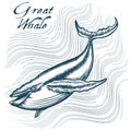 Great Whale