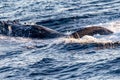 Great whale emerging from the deep sea of the Gulf of California where the Cortez Sea meets the Pacific Ocean.