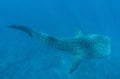 The great whale shark