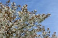 Great white cherry in flower