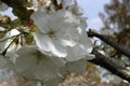 Great white cherry in flower