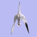 Great White Crane