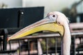 Great white or eastern white pelican, rosy pelican or white pelican, close-up view.