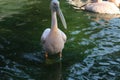 Great white or eastern white pelican, rosy pelican or white pelican is a bird in the pelican family.It breeds from southeastern