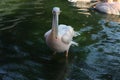 Great white or eastern white pelican, rosy pelican or white pelican is a bird in the pelican family.It breeds from southeastern
