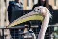 Great white or eastern white pelican, rosy pelican or white pelican, close-up view.