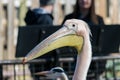 Great white or eastern white pelican, rosy pelican or white pelican, close-up view.