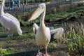 Great white or eastern white pelican, rosy pelican or white pelican, close-up view.