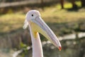 Great white or eastern white pelican, rosy pelican or white pelican, close-up view.