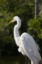 Great White Egret Royalty Free Stock Photo