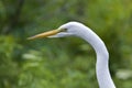 Great White Egret Royalty Free Stock Photo