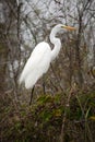 Great White Egret Royalty Free Stock Photo