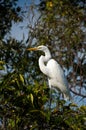 Great White Egret Royalty Free Stock Photo