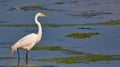 Great White Egret