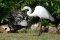 Great white egret Royalty Free Stock Photo