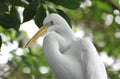 Great White Egret