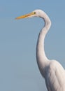 Great white egret Royalty Free Stock Photo