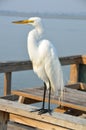 Great White Egret Royalty Free Stock Photo