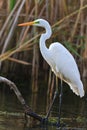 Great white egret