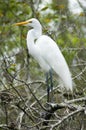 Great White Egret Royalty Free Stock Photo