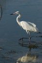 Great White Egret Royalty Free Stock Photo